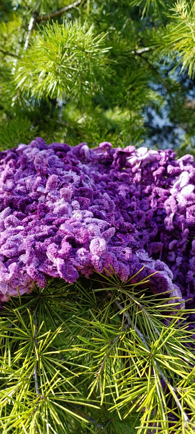 Scialle in elegante filato in sfumato di lilla e viola di ciniglia. 600g.
